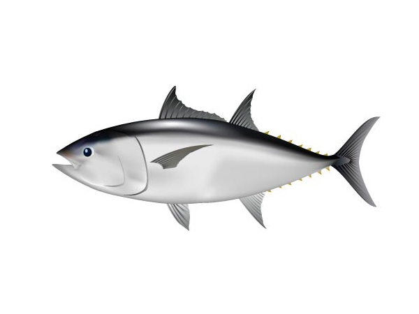 南方藍鰭鮪魚（印度鮪魚）：Southern Bluefin Tuna