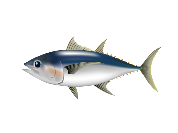 大眼鮪魚：Bigeye Tuna-2