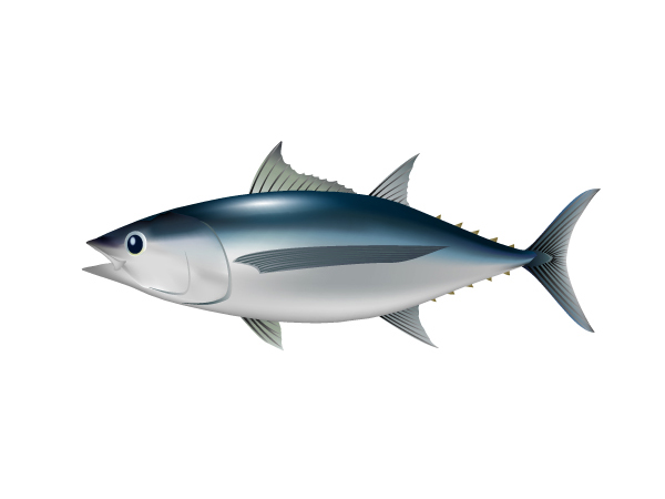 長鰭鮪魚：Albacore Tuna