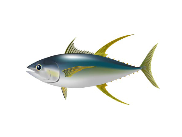 黃鰭鮪魚：Yellowfin Tuna